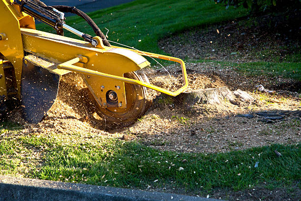 Best Tree Maintenance Programs  in Delhi Hills, OH